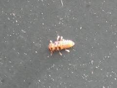 Coccinellinae