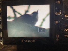 Sitta europaea caesia