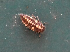 Coccinellinae