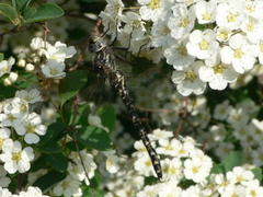 Gomphaeschna furcillata