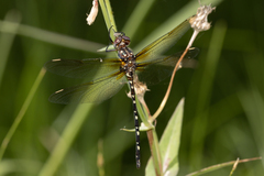Archaeosynthemis leachii