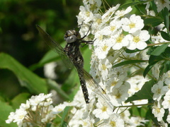 Gomphaeschna furcillata