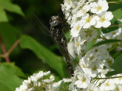Gomphaeschna furcillata