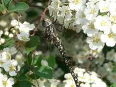 Gomphaeschna furcillata