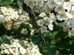 Gomphaeschna furcillata