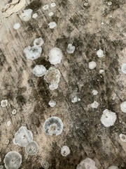 Lecanora campestris