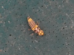 Coccinellinae