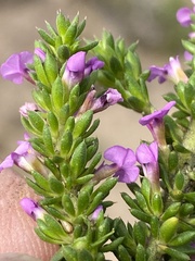 Muraltia satureioides
