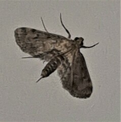 Parapoynx crisonalis