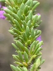 Muraltia satureioides