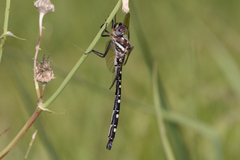 Archaeosynthemis leachii