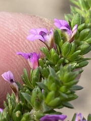 Muraltia satureioides