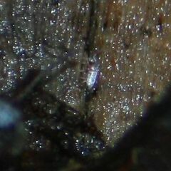 Lepidocyrtus paradoxus