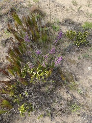 Muraltia satureioides