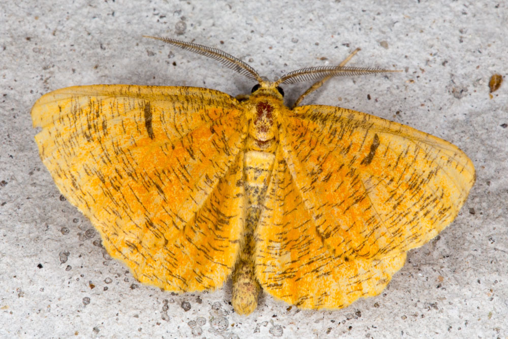 Orange Moth