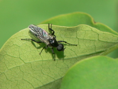 Bibio albipennis