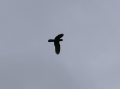 Zanda funerea funerea