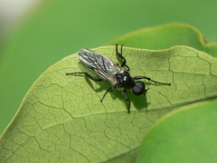Bibio albipennis