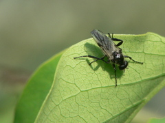 Bibio albipennis