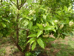 Crossopteryx febrifuga