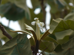 Pterospermum acerifolium