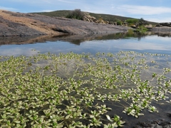 Crassula natans