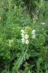 Prunella laciniata
