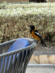 Icterus icterus