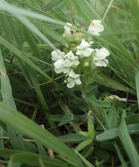 Prunella laciniata