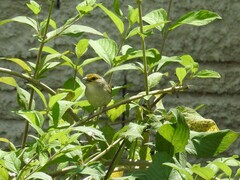 Ammodramus aurifrons