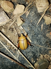 Anoplognathus montanus