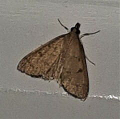 Herpetogramma stultalis