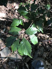 Lithocarpus konishii