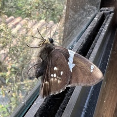 Astraptes