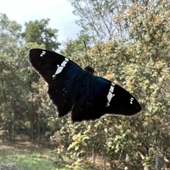 Astraptes