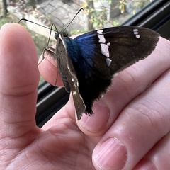Astraptes