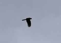 Zanda funerea funerea