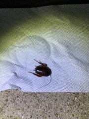 Periplaneta fuliginosa