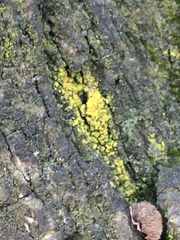 Candelariella efflorescens