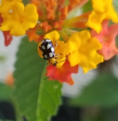 Omophoita