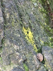 Candelariella efflorescens