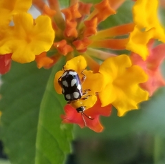 Omophoita