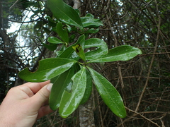 Euclea daphnoides
