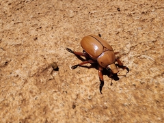 Anoplognathus montanus