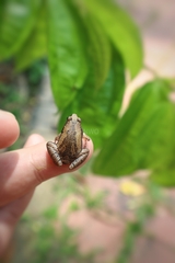 Microhyla
