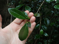 Elaeodendron croceum