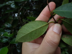 Elaeodendron croceum