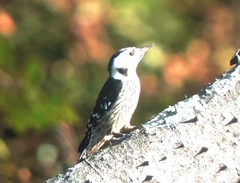 Yungipicus canicapillus