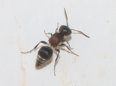 Myrmillinae