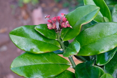 Euphorbia tithymaloides